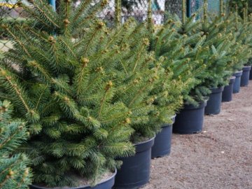 Волинські лісівники розповіли, як вберегти ялинку у горщику