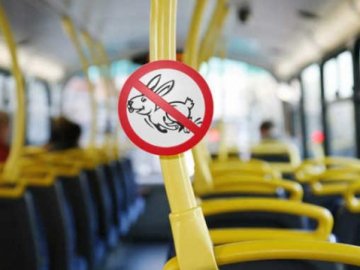 У Луцькраді вирішують, хто штрафуватиме пасажирів-«зайців»