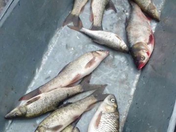 На ринку в Нововолинську продавали сумнівну рибу