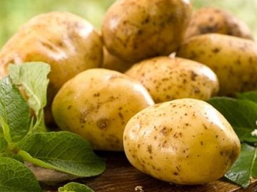 Як боротися з картопляною гниллю без хімічних засобів?*