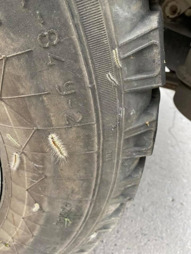 У Луцьку та Ковелі запровадили карантин через поширення білого метелика та амброзії