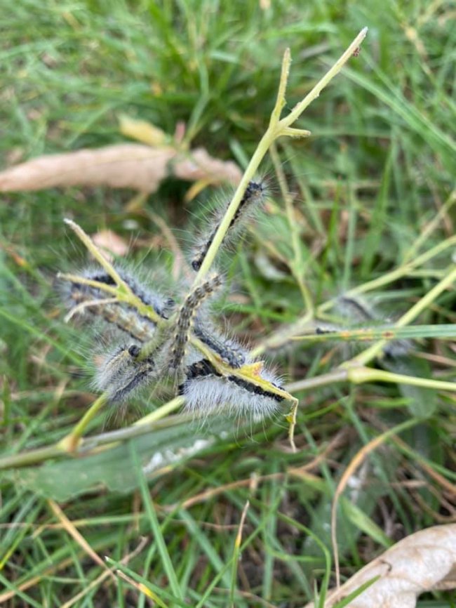 У Луцьку та Ковелі запровадили карантин через поширення білого метелика та амброзії