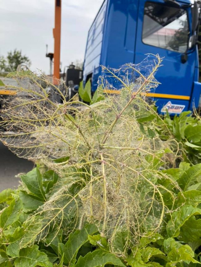У Луцьку та Ковелі запровадили карантин через поширення білого метелика та амброзії