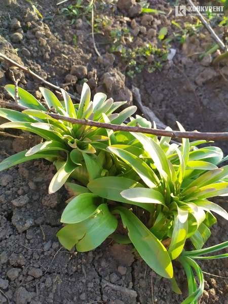 «Коронавірус? Ні, не чули»: як дотримуються карантину у віддалених селах Волині 