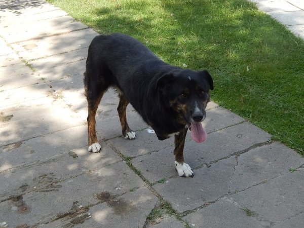 В зоопарку Луцька – емігрант із зони АТО. ФОТО