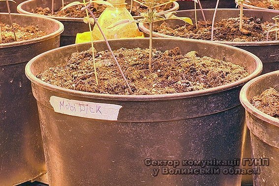 «Невідомі рослини» в Луцькій психлікарні - все-таки марихуана. ФОТО. ВІДЕО