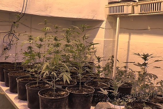 «Невідомі рослини» в Луцькій психлікарні - все-таки марихуана. ФОТО. ВІДЕО