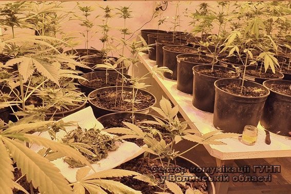 «Невідомі рослини» в Луцькій психлікарні - все-таки марихуана. ФОТО. ВІДЕО