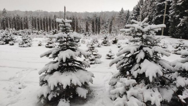Розповіли процедуру вирощення ялинок та сосен до свят на Волині. ФОТО