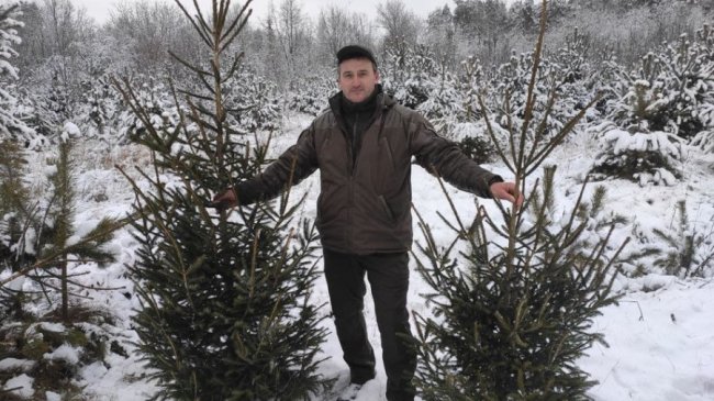Розповіли процедуру вирощення ялинок та сосен до свят на Волині. ФОТО