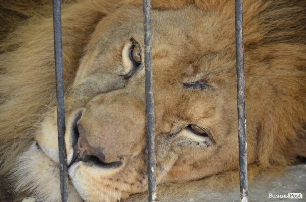 Лучани похвалились зоопарком перед гостями з інших міст. ФОТО