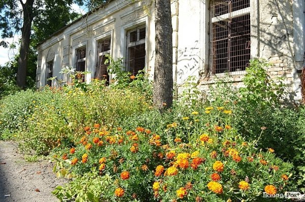 Місто, яке я люблю. Квіти Луцька