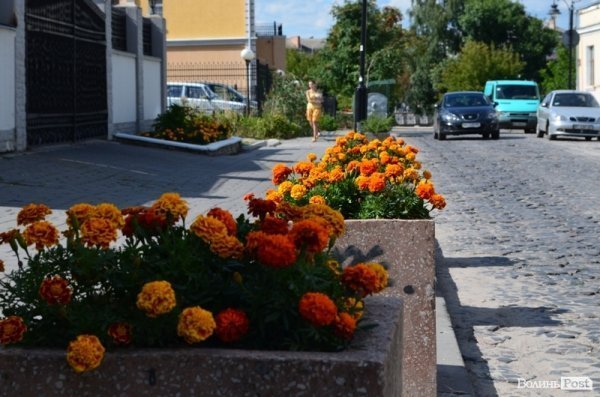 Місто, яке я люблю. Квіти Луцька