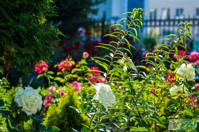 Рожеві, білі і червоні: у центрі Луцька зацвів трояндовий сад