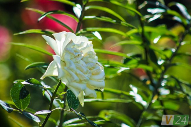 Рожеві, білі і червоні: у центрі Луцька зацвів трояндовий сад