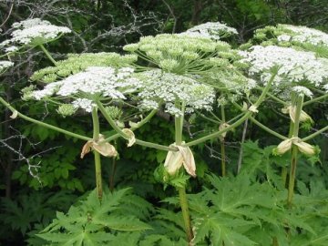 У Ковелі знищують небезпечну рослину