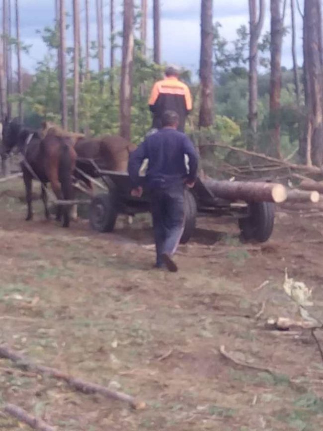 На Волині крадії деревини напали на лісівника. ФОТО