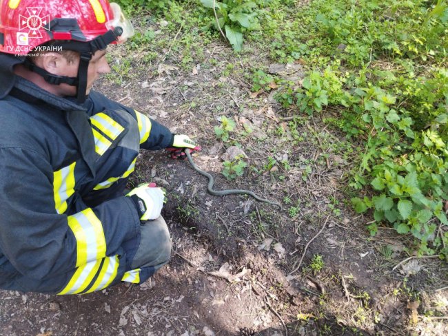 У місті на Волині вужі заповзли у будинки: викликали рятувальників