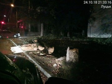 У Луцьку вітер повалив дерево. ФОТО