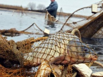 В Україні посилили покарання за незаконний вилов риби - штрафи зросли в десятки й сотні разів