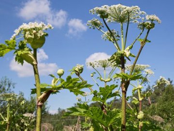 Волинянин потрапив в лікарню після опіку борщівником. ВІДЕО