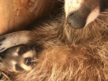 У Луцькому зоопарку лемури та єноти народили малюків. ФОТО