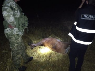 Вбитий олень та криваві плями на одязі: волинські прикордонники спіймали браконьєра