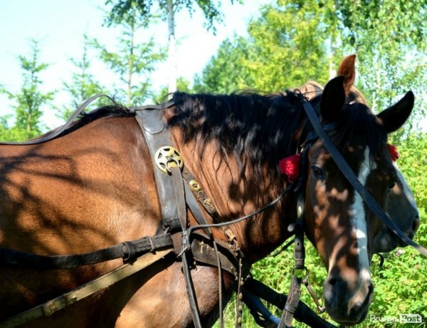 Козаки, молитва, шашлики: річниця битви під Берестечком. ФОТО. ВІДЕО