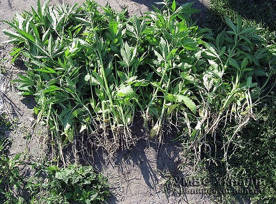 Волинянин вирощував на городі коноплю. ФОТО