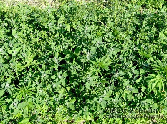 Волинянин вирощував на городі коноплю. ФОТО