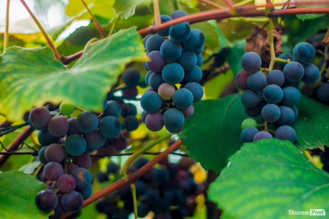 Соковиті й налиті сонцем дарунки осені: що вродило в садах і на городах лучан. ФОТО