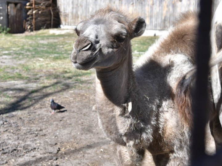 У Луцькому зоопарку народилося верблюжа. ФОТО