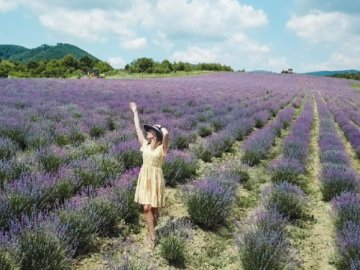 На Закарпатті створили найбільше лавандове поле в Україні. ВІДЕО