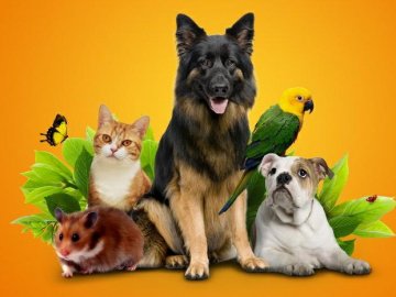 Що потрібно вашому собаці для комфорту*