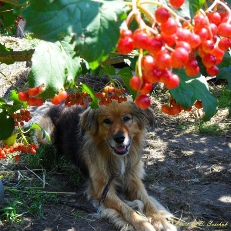 На фотографії – мій улюблений собака Барс. Ми з ним, можна сказати, найкращі друзі :) Він мене завжди слухає, виконує мої команди і весело проводимо час на прогулянках з ним. Любешів, 30.07.2012 р. Автор фото - Богдан Сащук.