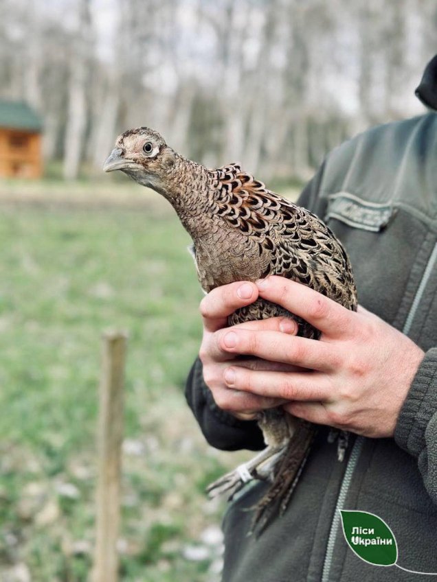 У ліси Волині випустили майже 300 фазанів. ФОТО