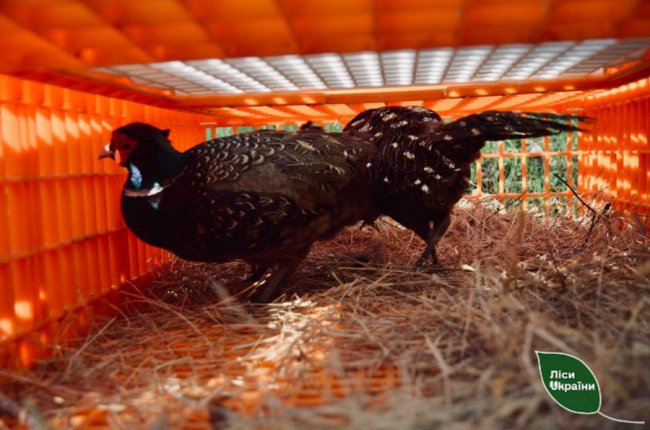 У ліси Волині випустили майже 300 фазанів. ФОТО