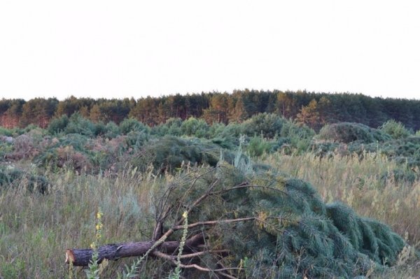 На Волині знищують ліс. ФОТО