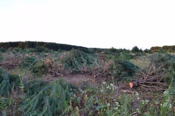 На Волині знищують ліс. ФОТО