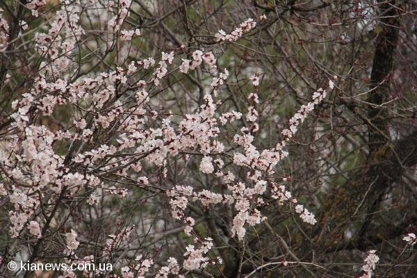 У Криму зацвіли дерева. ФОТО