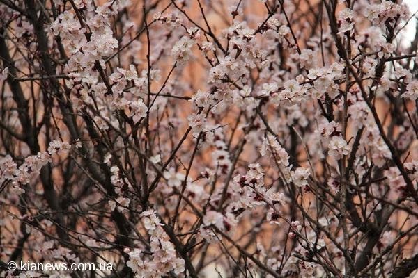 У Криму зацвіли дерева. ФОТО
