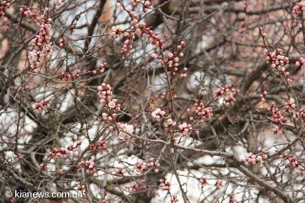 У Криму зацвіли дерева. ФОТО