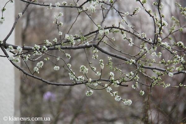 У Криму зацвіли дерева. ФОТО