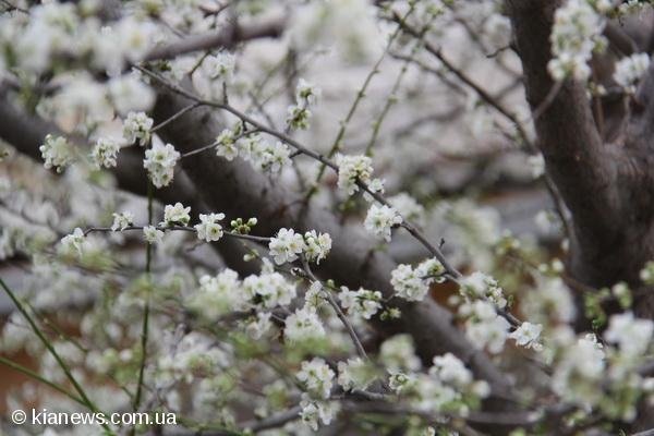 У Криму зацвіли дерева. ФОТО