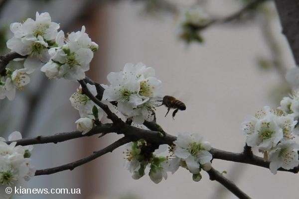 У Криму зацвіли дерева. ФОТО