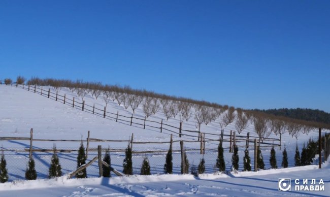 Директор «Луцькспецкомунтрансу» не вказав у декларації квартиру, авто і бізнес з фундуком – розслідування