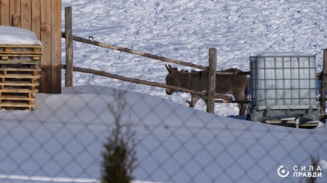 Директор «Луцькспецкомунтрансу» не вказав у декларації квартиру, авто і бізнес з фундуком – розслідування