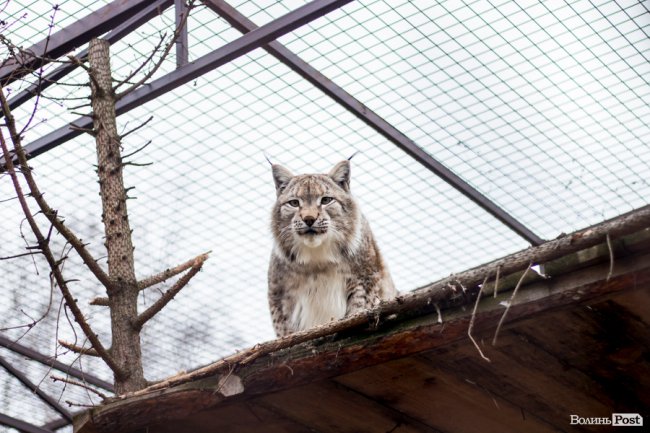 Пухнасті любощі, або Закохані парочки Луцького зоопарку. ФОТО