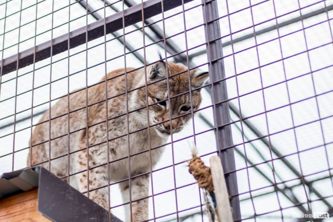Пухнасті любощі, або Закохані парочки Луцького зоопарку. ФОТО
