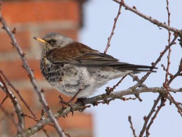 Лісовий пухнастик: показали пернатого мешканця Цуманської пущі